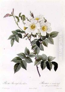 Rosa Brevistyla Leucochroa by Pierre-Joseph Redoute