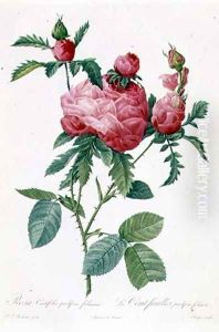 Rosa Centifolia Prolifera Foliacea by Pierre-Joseph Redoute