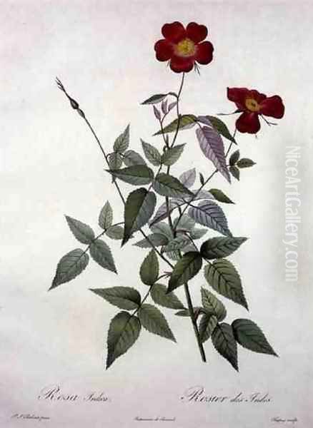 Rosa indica, engraved by Chapuy, from Les Roses, 1817-24 - view 1