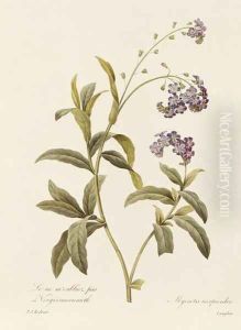 Forget-me-not by Pierre-Joseph Redoute
