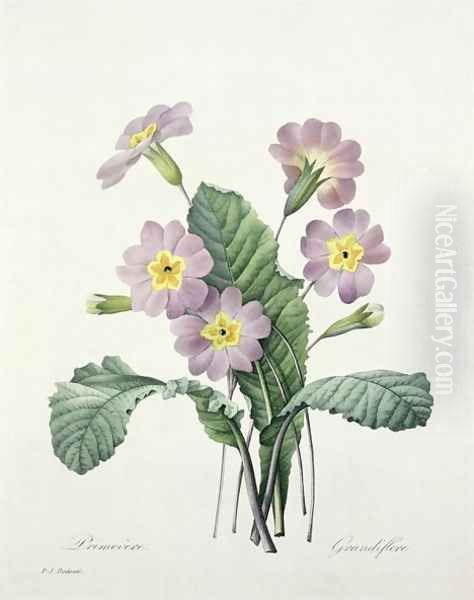 Primula Primrose, engraved by Bessin, from Choix des Plus Belles Fleurs, 1827 - view 1