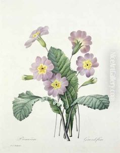Primula Primrose, engraved by Bessin, from Choix des Plus Belles Fleurs, 1827 by Pierre-Joseph Redoute
