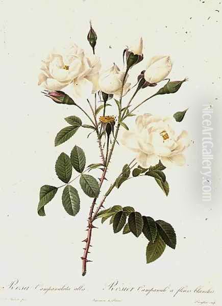 Rosa Campanulata Alba - view 1