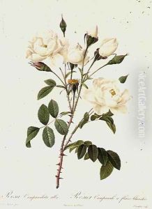 Rosa Campanulata Alba by Pierre-Joseph Redoute