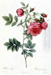 Rosa Pimpinellifolia Flore Variegato by Pierre-Joseph Redoute