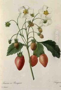 Fragaria Strawberry, engraved by Chapuis, from Choix des Plus Belles Fleurs, 1827-33 by Pierre-Joseph Redoute