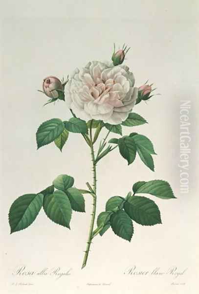 Rosa Alba Regalis, engraved by Bessin - view 1
