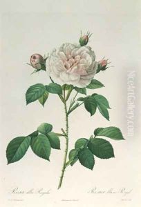 Rosa Alba Regalis, engraved by Bessin by Pierre-Joseph Redoute