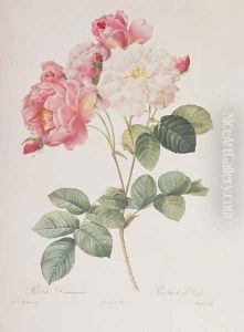 Rosa Damascena, from Les Roses, 1817 by Pierre-Joseph Redoute