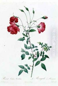 Rosa Indica Sertulata by Pierre-Joseph Redoute