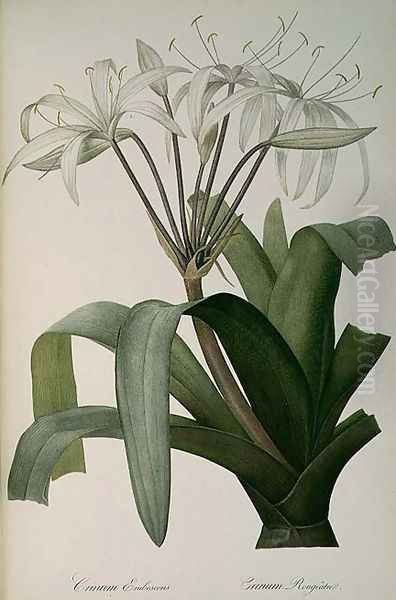 Crinum Erubescens or Crinum Rougeatre, from Les Liliacees, 1803 - view 1
