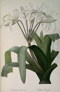 Crinum Erubescens or Crinum Rougeatre, from Les Liliacees, 1803