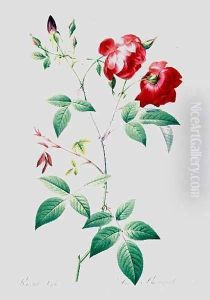 Rosa Indica 3 by Pierre-Joseph Redoute