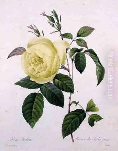 Rosa indica, engraved by Bessin, from Choix des Plus Belles Fleurs, 1827 by Pierre-Joseph Redoute