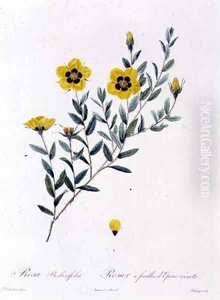 Rosa Berberifolia - view 1