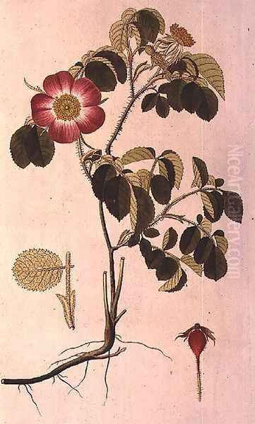 Rosa Pumila, from Les Roses Vol II - view 1
