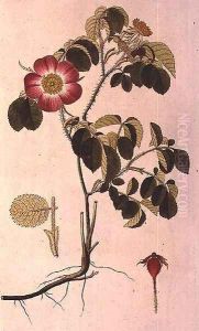 Rosa Pumila, from Les Roses Vol II by Pierre-Joseph Redoute