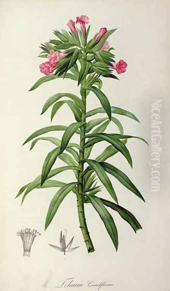 Echium Grandiflorum, from Le Jardin de Malmaison - view 1