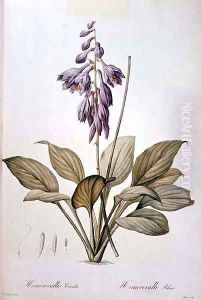 Plantain Lily Plantain Lily