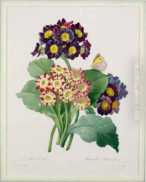 Primula auricula, engraved by Victor, from Choix des Plus Belles Fleurs, 1827 - view 1