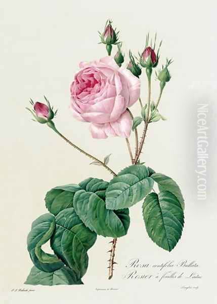 Rosa Centifolia Bullata - view 1