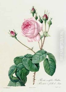 Rosa Centifolia Bullata by Pierre-Joseph Redoute