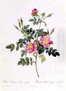 Rosa Rubiginosa Flore Semi-Pleno by Pierre-Joseph Redoute