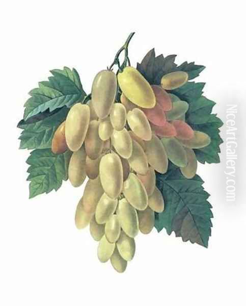 Grapes - view 1