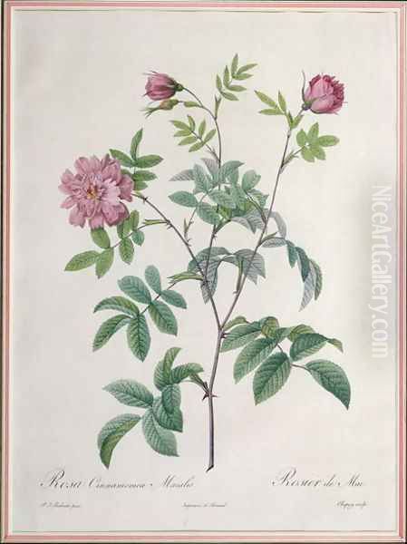Rosa Cinnamomea Maialis, engraved by Chapuy, published by Remond - view 1