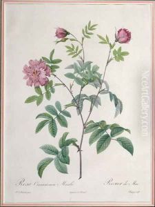 Rosa Cinnamomea Maialis, engraved by Chapuy, published by Remond by Pierre-Joseph Redoute