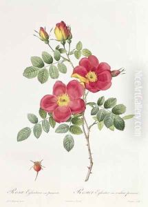 Rosa Eglantera Punicea