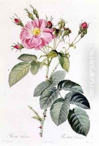 Rosa Tomentosa
