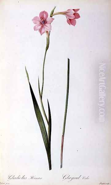 Gladiolus Hirsulus, from Les Liliacees - view 1