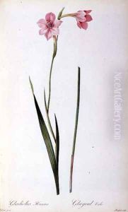 Gladiolus Hirsulus, from Les Liliacees