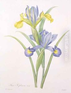 Iris xiphium, variety, engraved by Langlois, from Choix des Plus Belles Fleurs, 1827