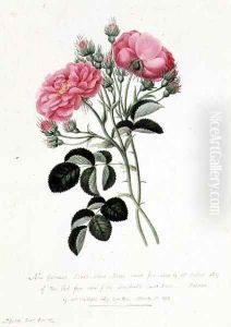 New Crimson Double Sweet Briar of New York by Pierre-Joseph Redoute