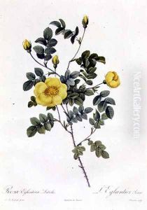 Rosa Eglanteria Luteola by Pierre-Joseph Redoute