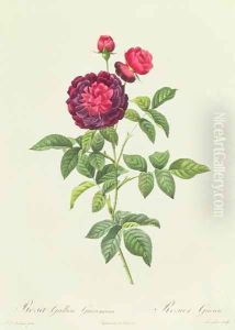 Rosa Gallica Gueriniana by Pierre-Joseph Redoute