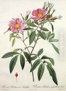 Rosa Hudsoniana Salicifolia, engraved by Langlois, published by Remond by Pierre-Joseph Redoute