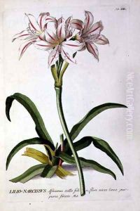 Lilio-Narcissus, from Trew Plantae Selectae