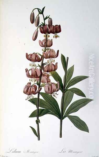 Lilium Martagon, from Les Liliacees, 1806 - view 1