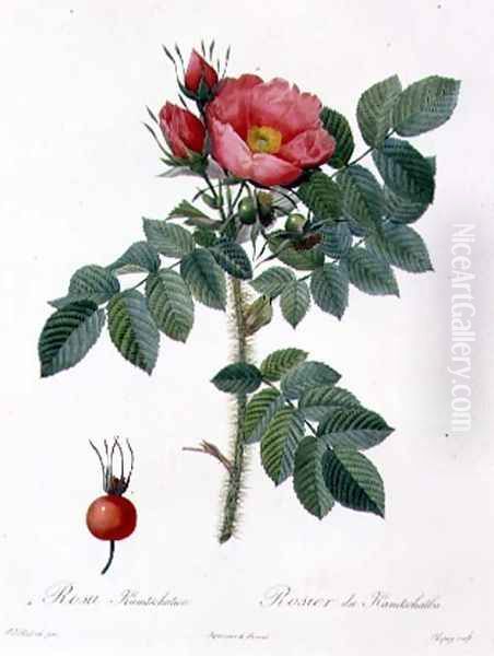 Rosa Kamtschatica, engraved by Chapuy, published by Remond - view 1