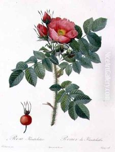 Rosa Kamtschatica, engraved by Chapuy, published by Remond by Pierre-Joseph Redoute
