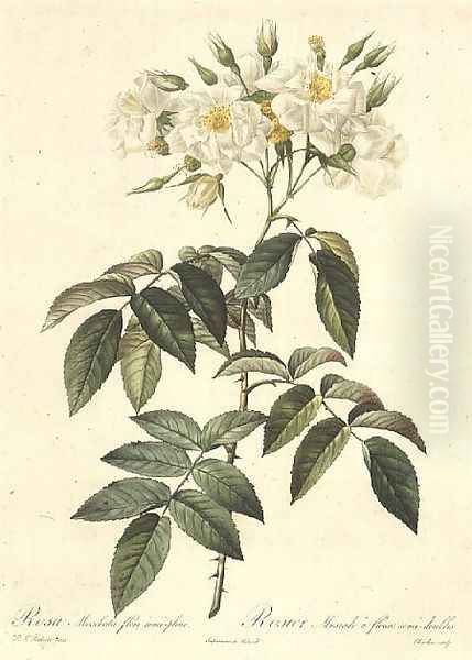 Rosa Moschata Flora Semi-Pleno - view 1