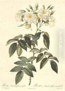 Rosa Moschata Flora Semi-Pleno by Pierre-Joseph Redoute