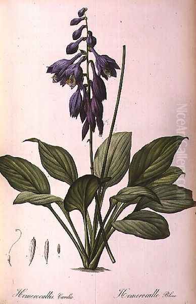 Hemerocallis Caerulea, from Les Liliacees - view 1