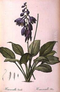 Hemerocallis Caerulea, from Les Liliacees