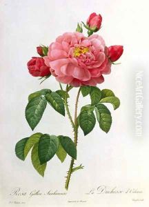 Rosa Gallica Aurelianensis, engraved by Eustache Hyacinthe Langlois 1777-1837 Rosa Gallica Aurelianensis, engraved by Eustache Hyacinthe Langlois 1777-1837