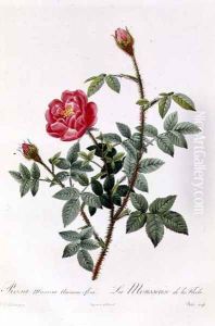 Rosa Muscosa Anemone-Flora