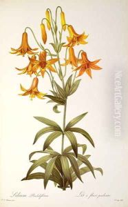 Lilium Penduliflorum, from Les Liliacees, 1811